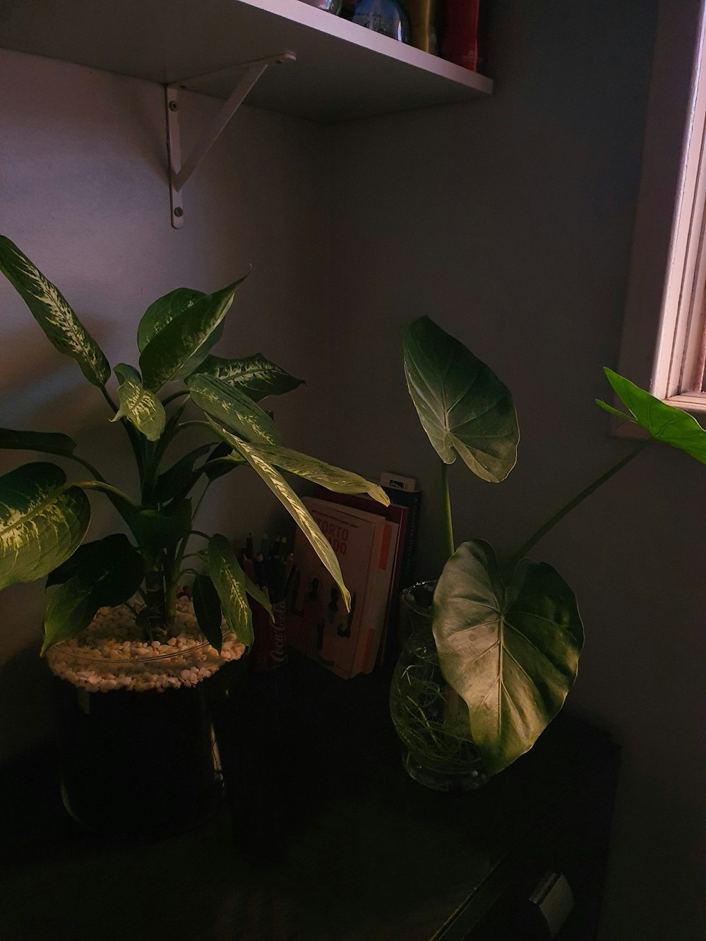 a couple of plants that are on a table