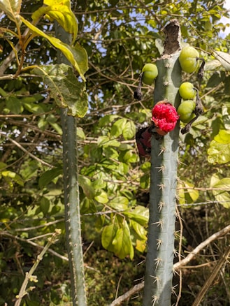 Tall cactus with prominent spines is surrounded by lush green foliage. Several green fruits are attached to the cactus, with a bright red fruit partially eaten and exposed in the foreground.