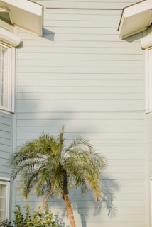 Light blue wooden siding of a house with two adjacent windows in white frames at the edges. A small palm tree with lush green fronds casts a shadow on the wall.