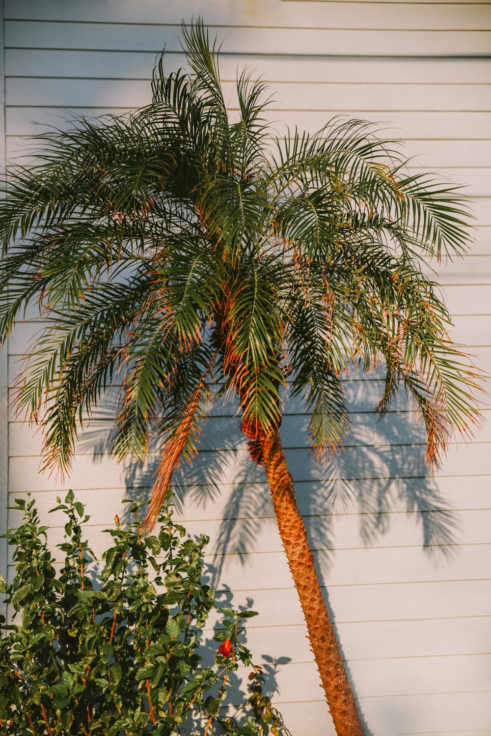 a palm tree in front of a house
