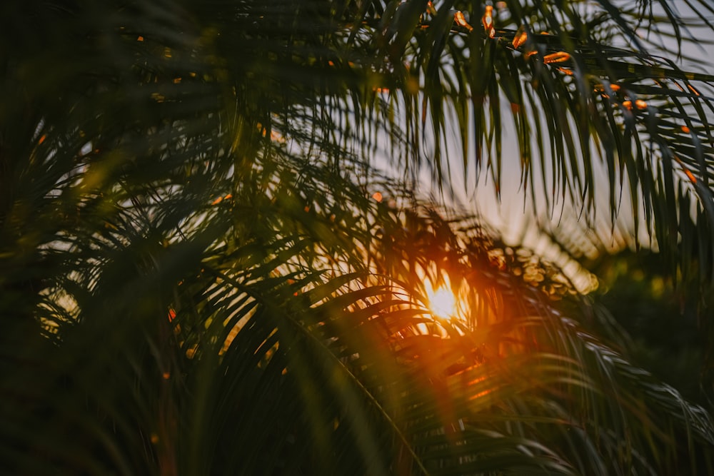 the sun is shining through the leaves of a palm tree