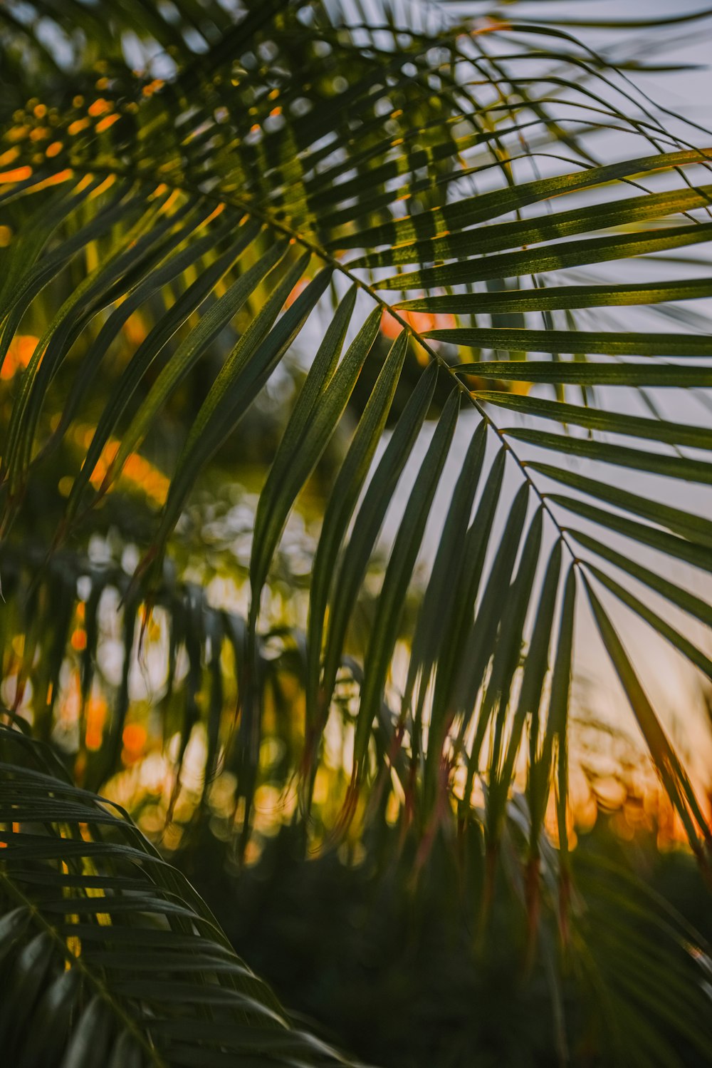 a close up of a palm tree with the sun setting in the background