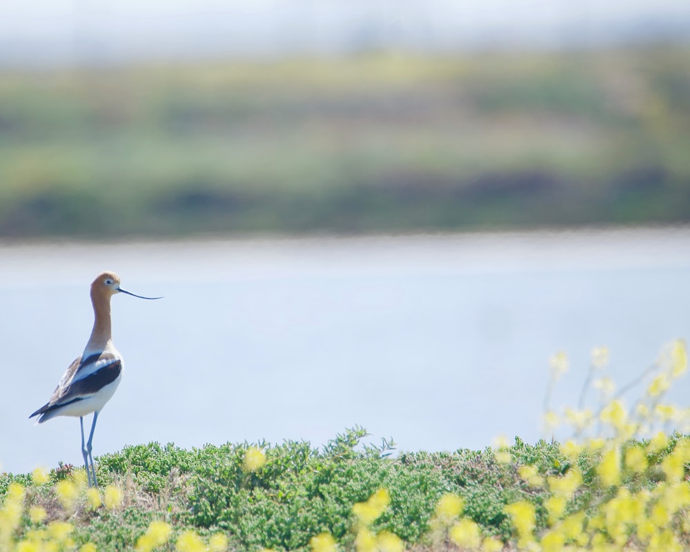 a bird with a long neck standing in a field