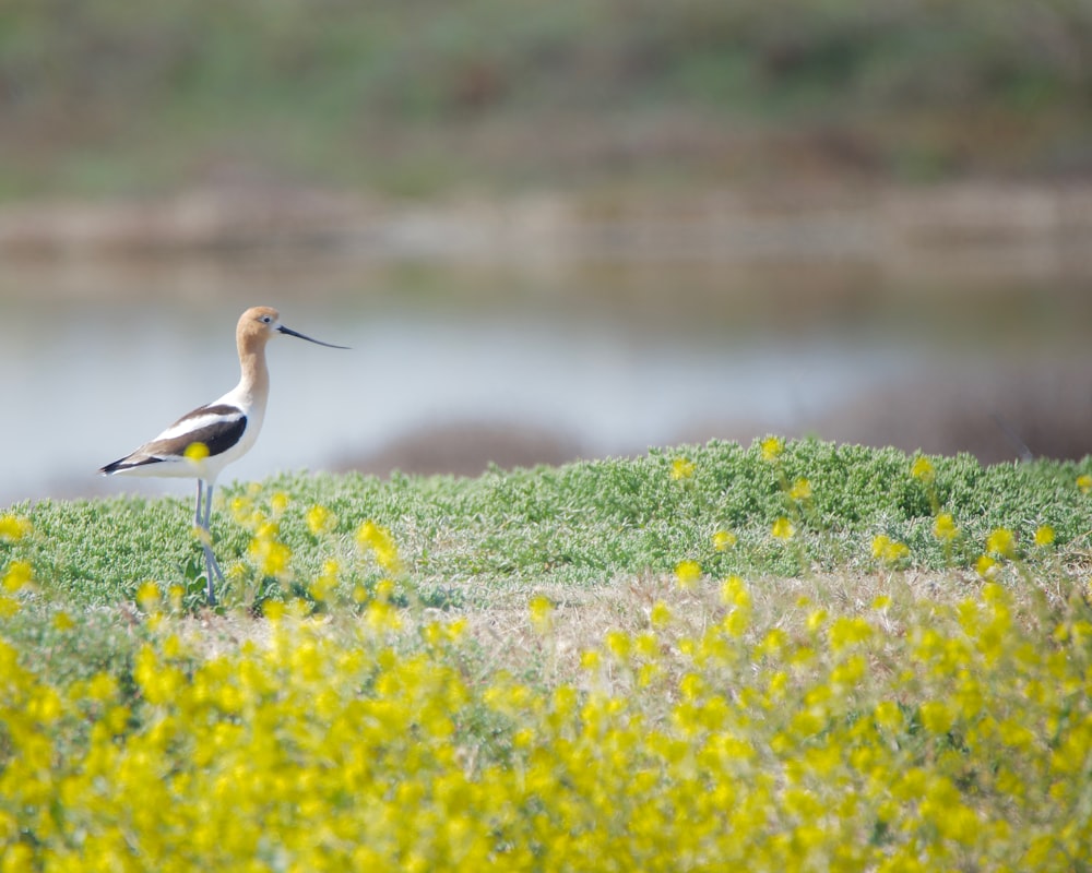 a bird standing on top of a lush green field