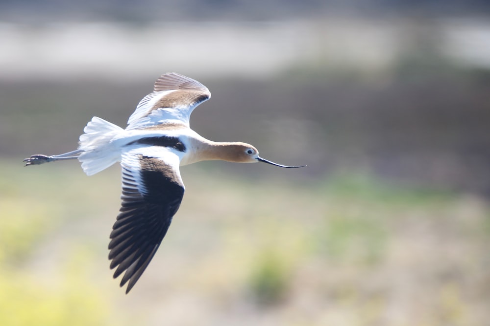 a bird flying through the air with a blurry background