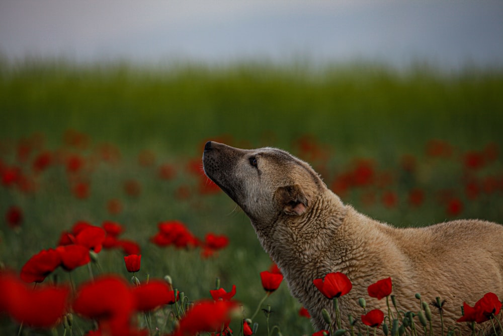 a dog in a field of red flowers