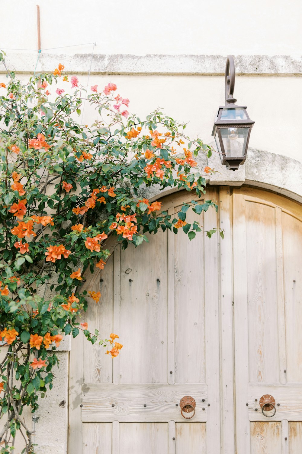 an orange flower growing on the side of a building