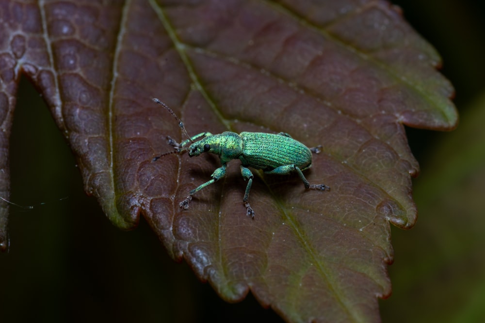 a green bug sitting on top of a leaf