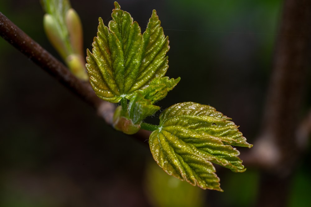 a close up of a green leaf on a branch