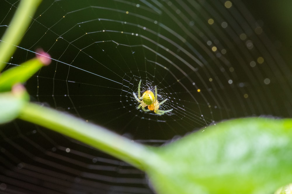 a close up of a spider on a web