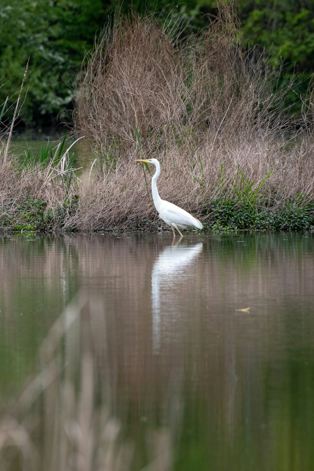 a white bird standing on top of a body of water