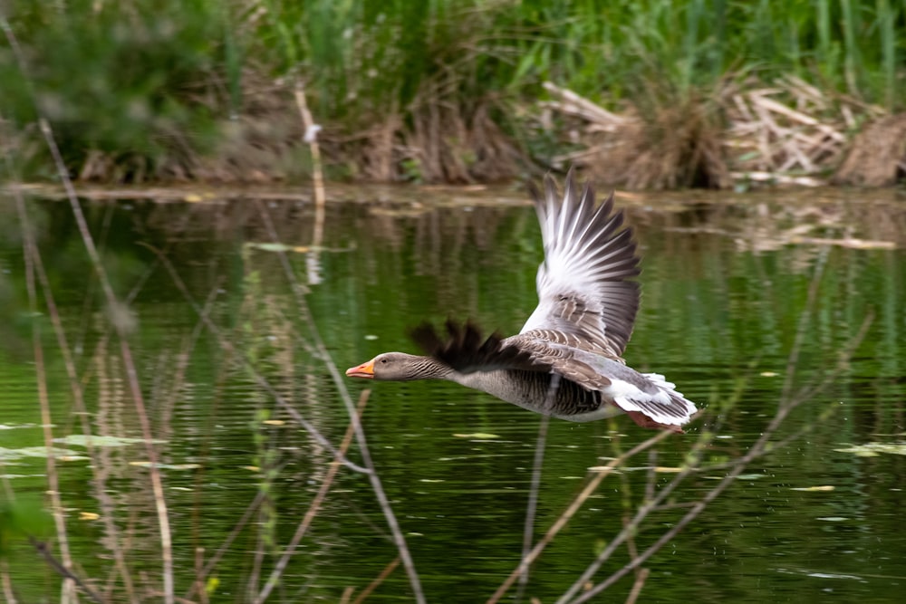 a duck flying over a body of water