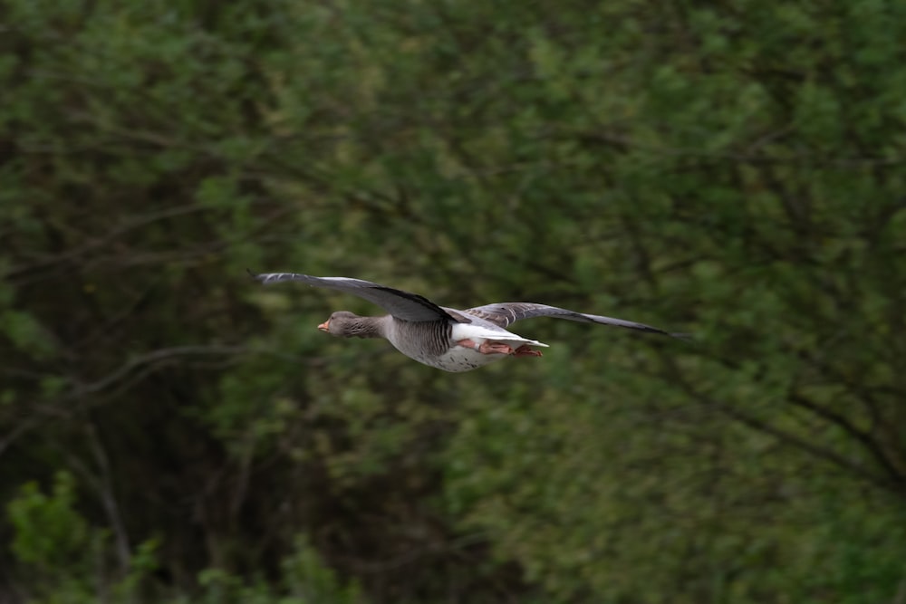 a bird flying over a forest filled with trees