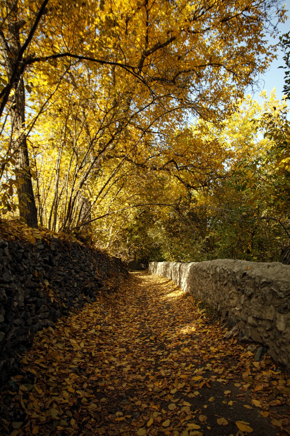 a dirt road with a stone wall and trees with yellow leaves