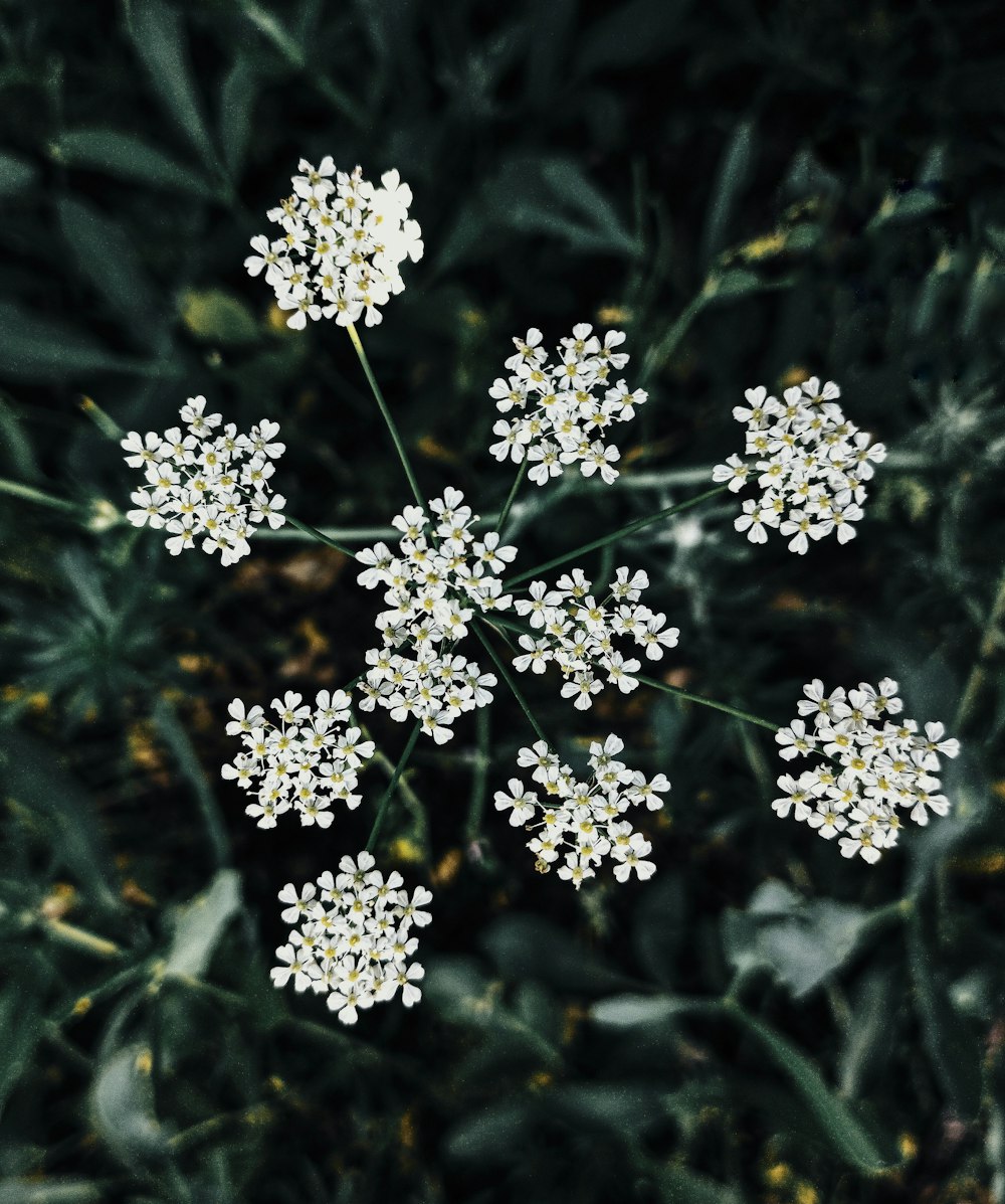 a bunch of white flowers that are in the grass
