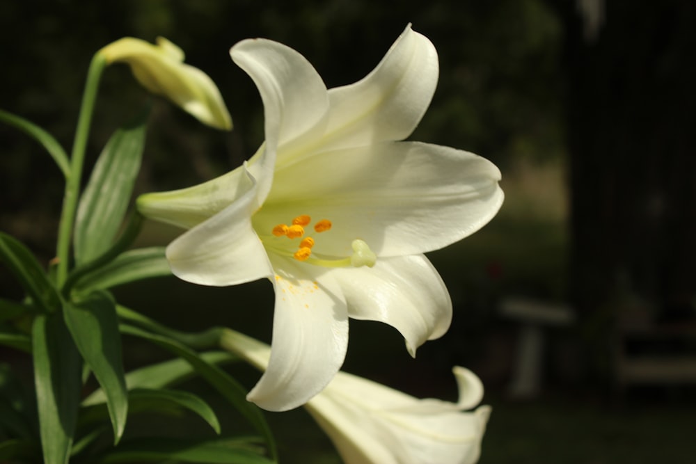 a close up of a white flower with a blurry background