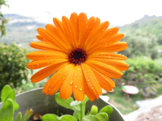 an orange flower with water droplets on it