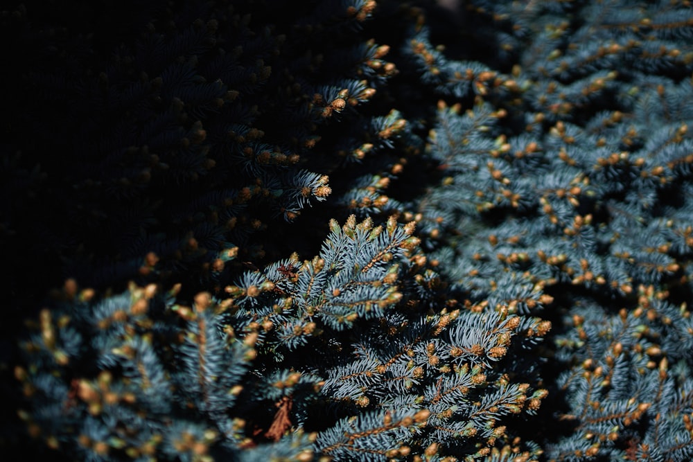 a close up of a plant with small yellow flowers