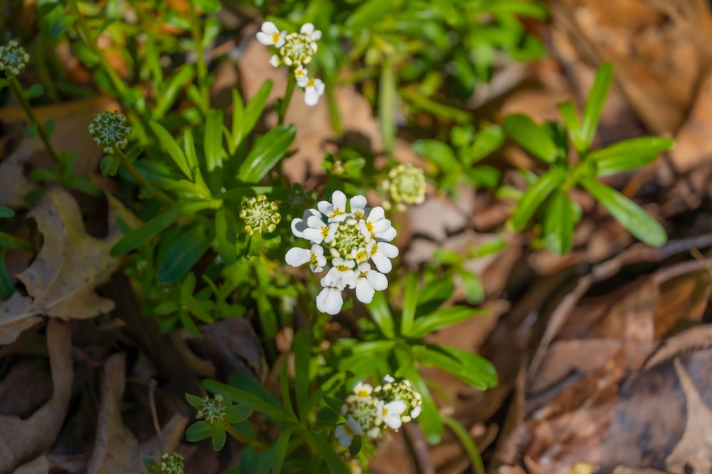 a close up of a small white flower on the ground