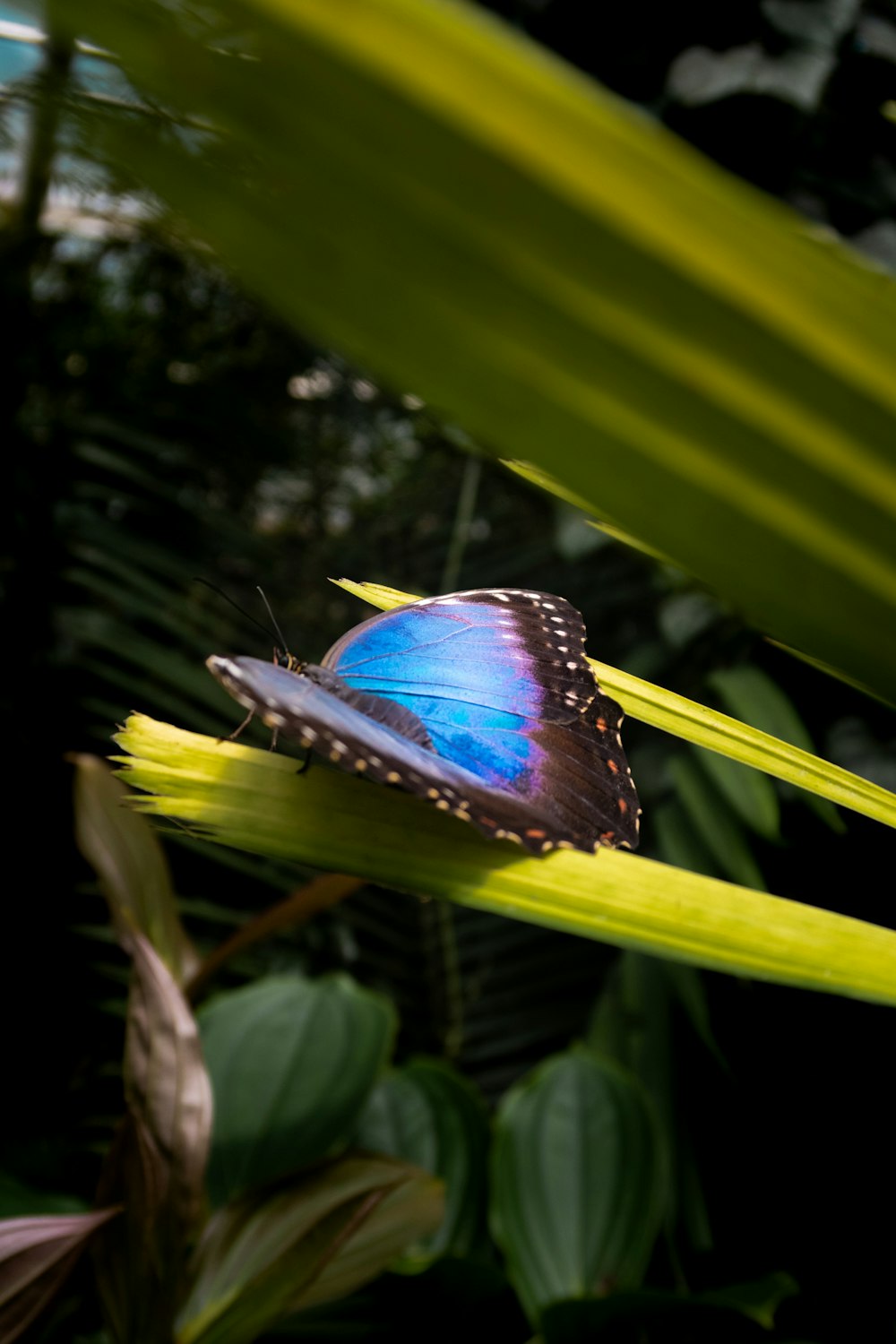 a blue butterfly sitting on top of a green leaf