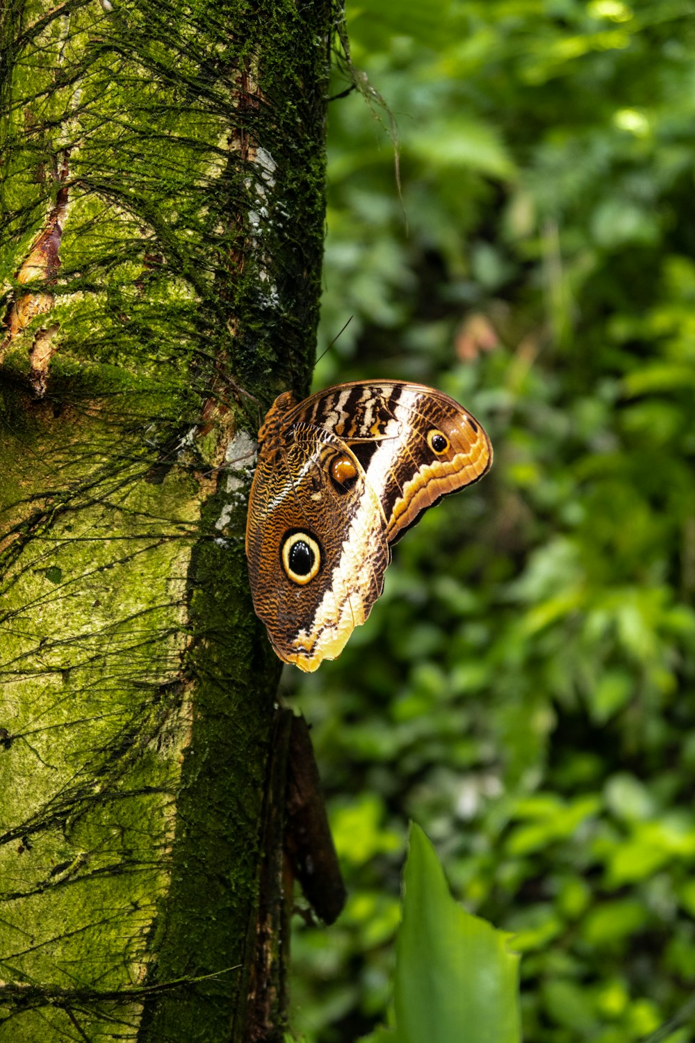 un papillon brun et blanc assis au sommet d’un arbre