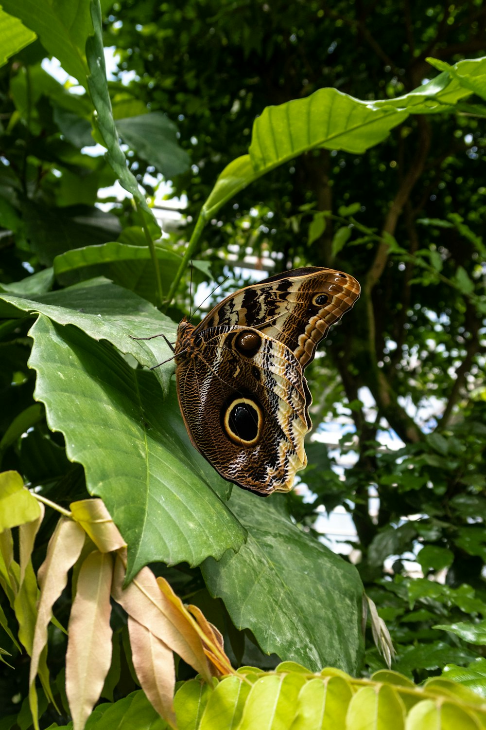 a butterfly sitting on top of a green leaf