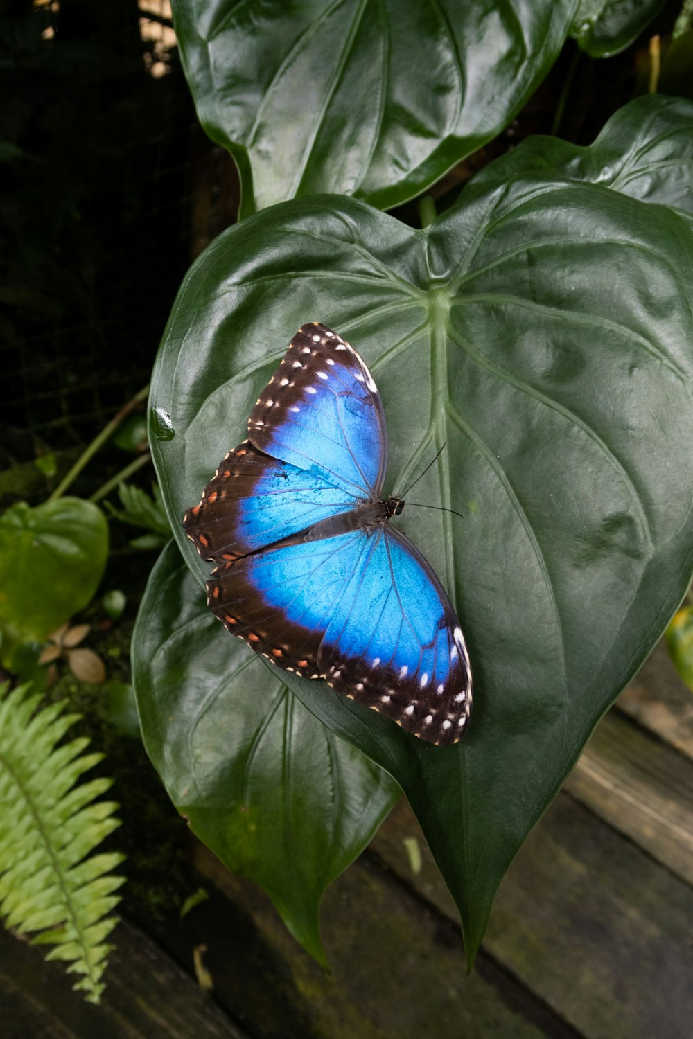 uma borboleta azul sentada em cima de uma folha verde