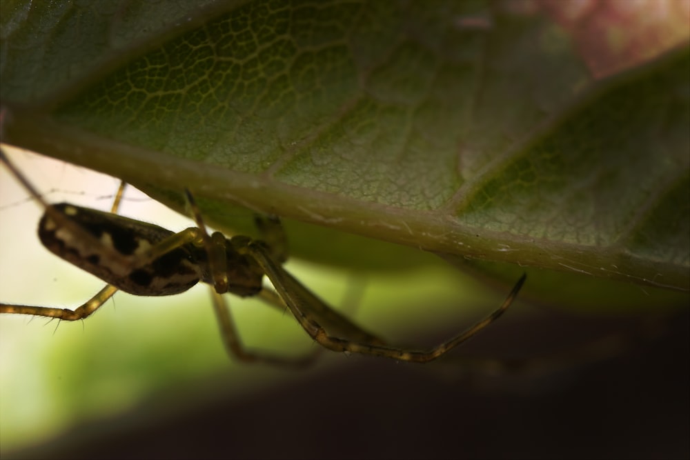 a close up of a spider on a leaf