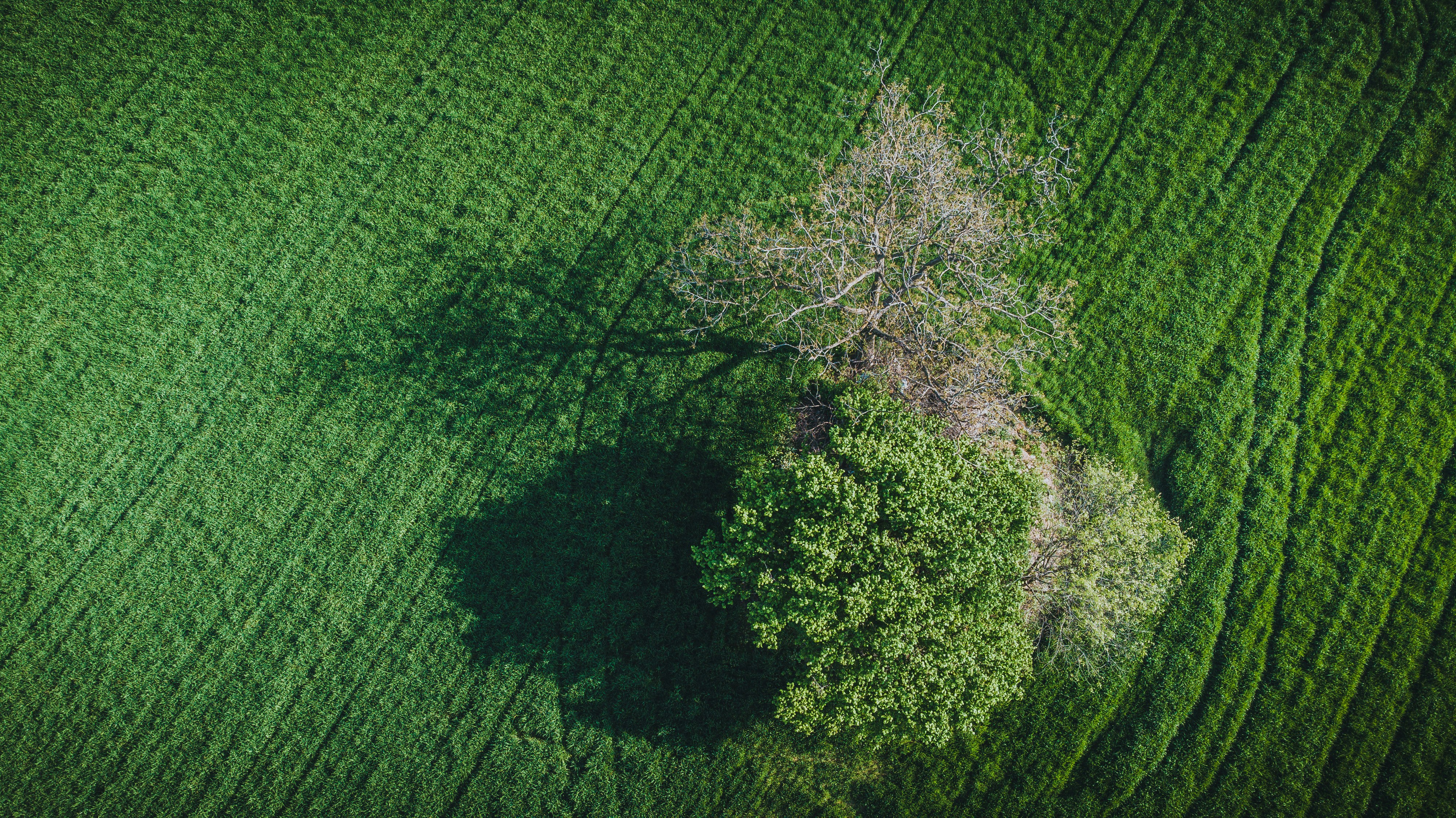 An aerial view of a tree in the middle of a field photo – Free Aerial ...