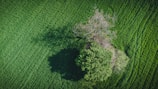 an aerial view of a tree in the middle of a field