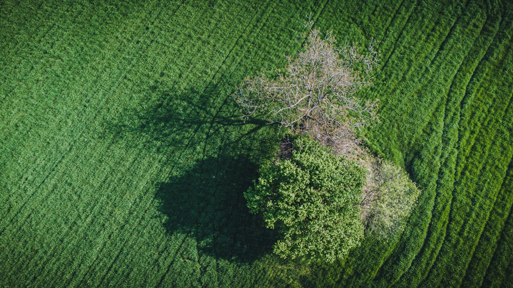 una vista aerea di un albero nel mezzo di un campo