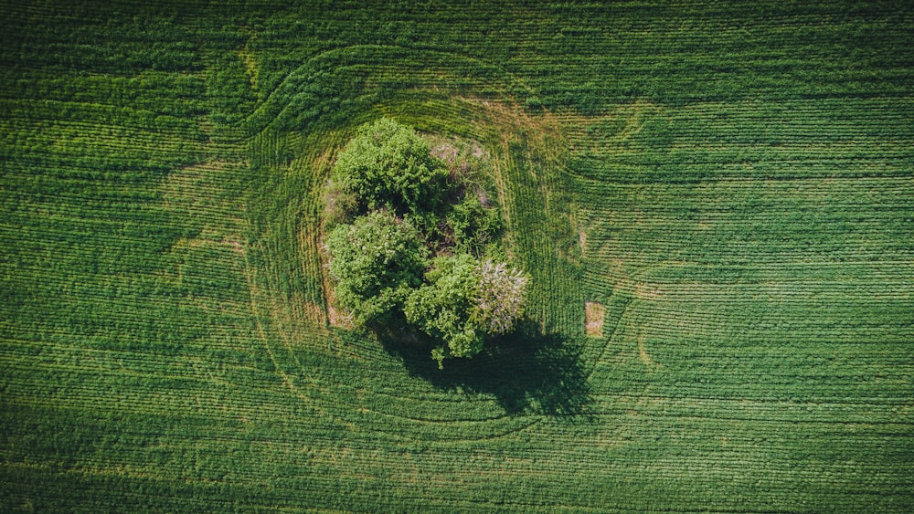 an aerial view of a tree in a field
