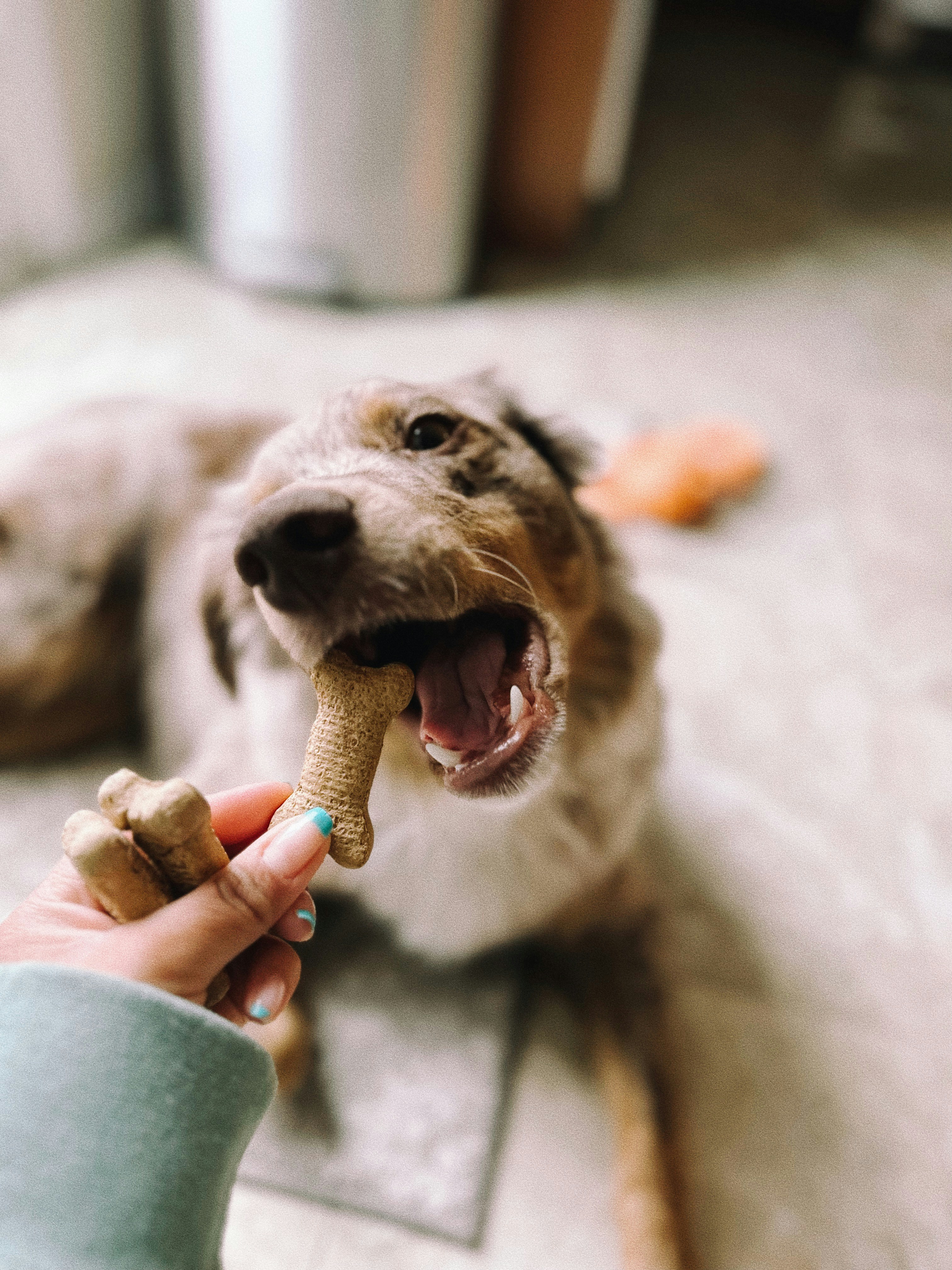 반려견 관련 이미지-출처 unsplash 