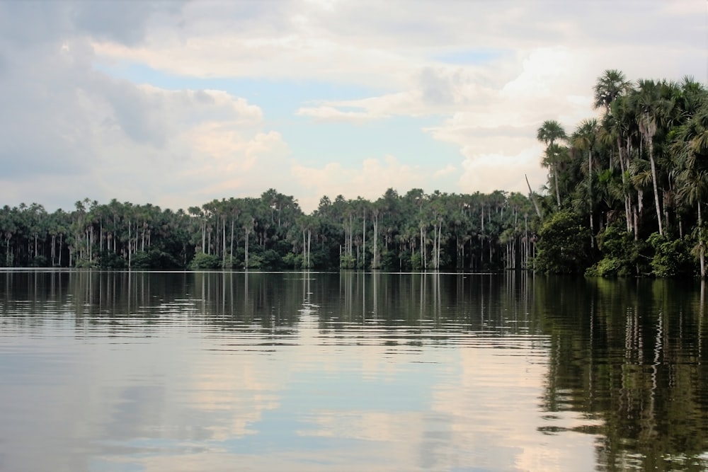 a large body of water surrounded by trees