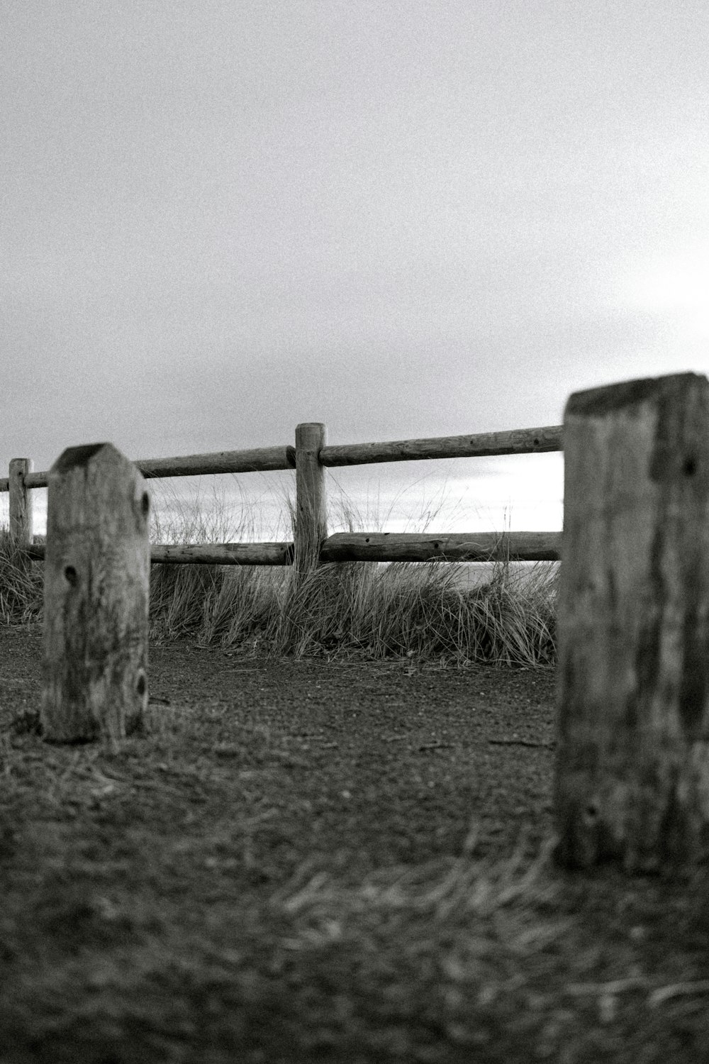 a black and white photo of two cows in a field