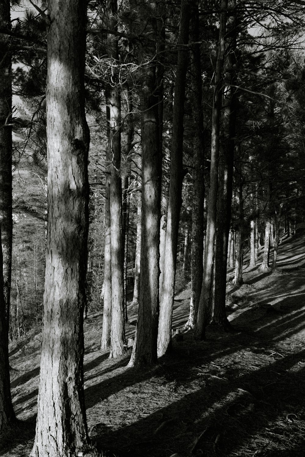 a black and white photo of trees in a forest