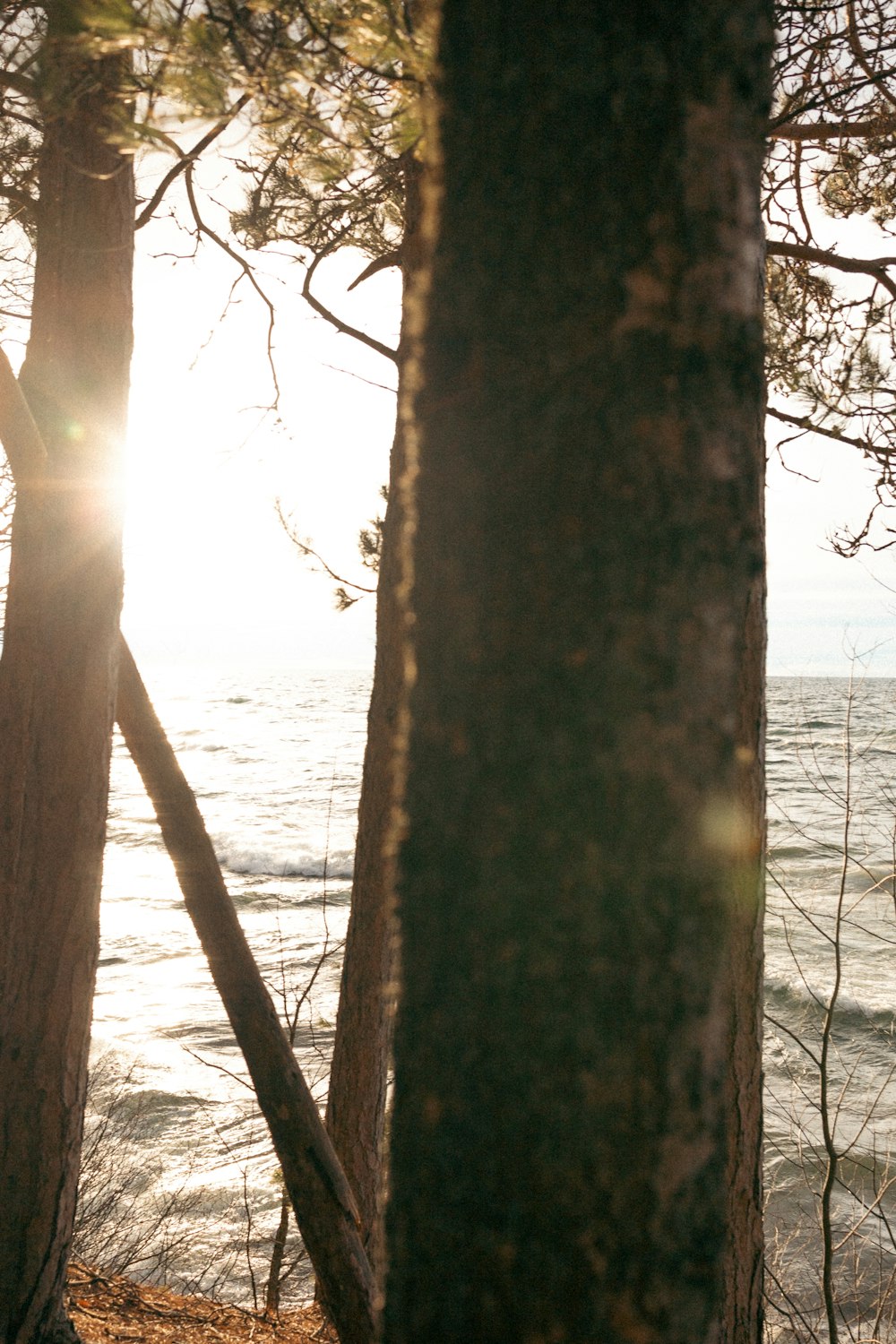 the sun is shining through the trees by the water