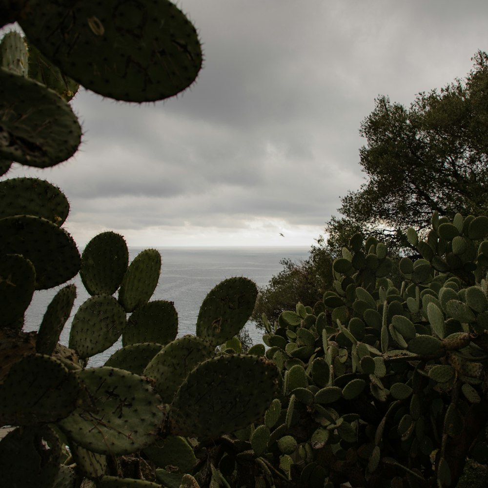 a view of a body of water from behind a cactus