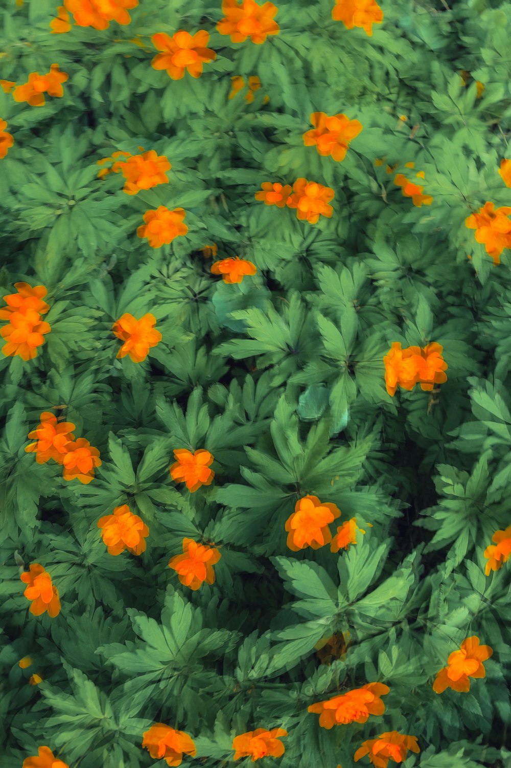 a close up of a plant with orange flowers