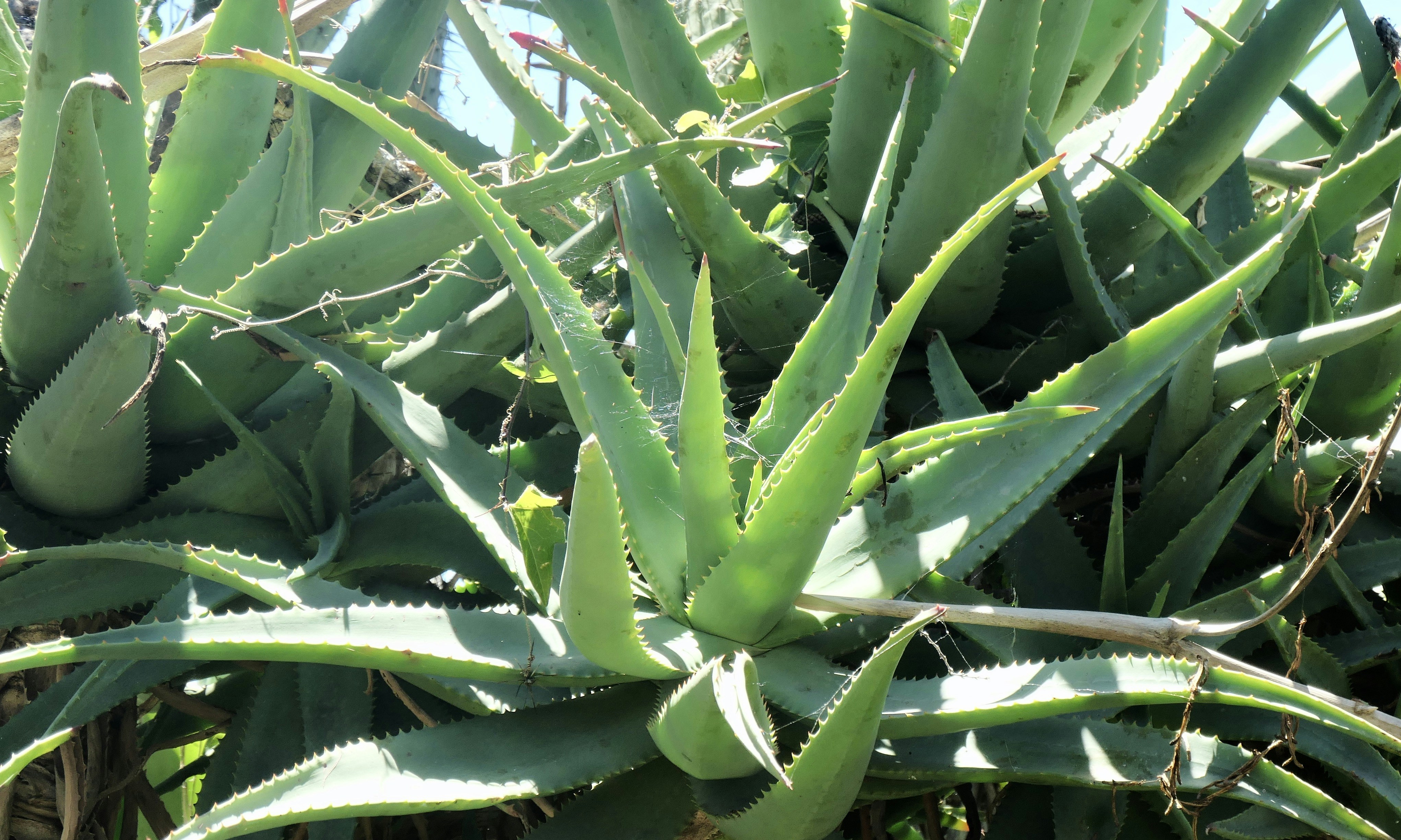 green aloe vera, wallpaper, 5 Manfaat Lidah Buaya untuk Pria yang Jarang Diketahui 2