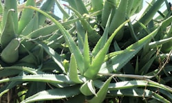 a close up of a plant with many leaves