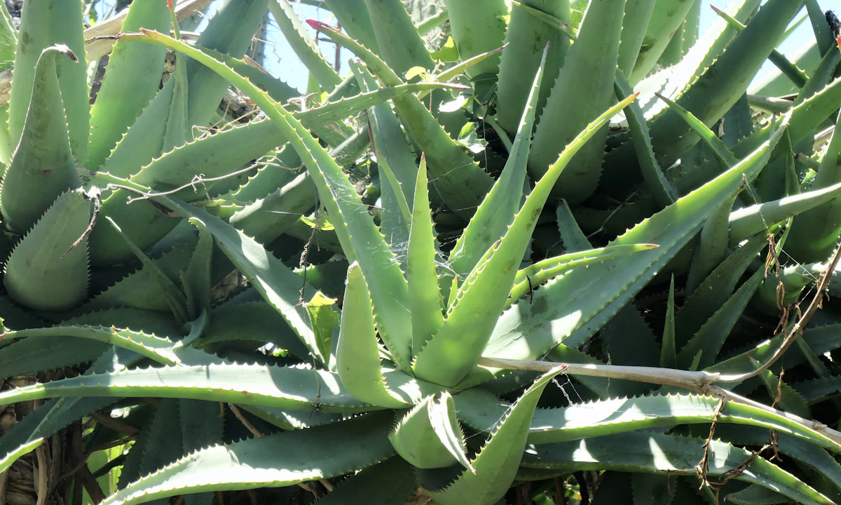 Aloe Vera Uses India Skin Hair Medicine Home Guide