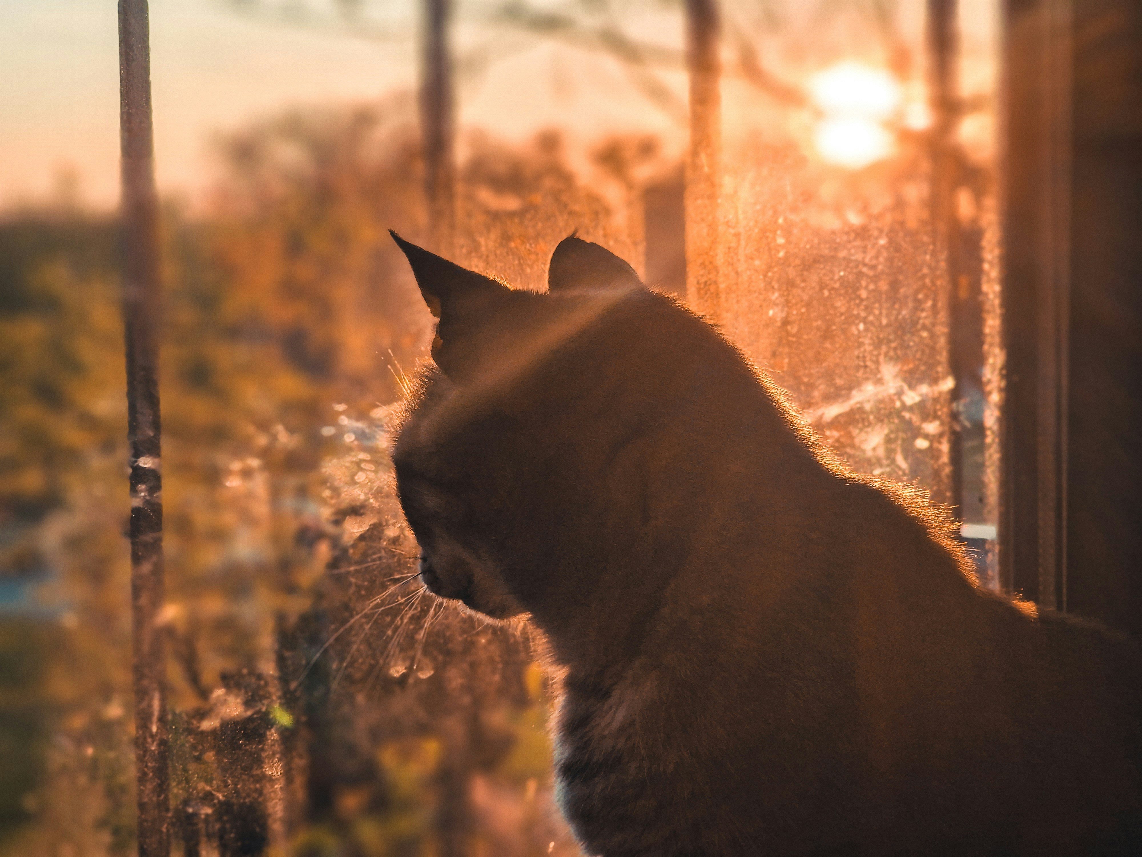 a cat looking out a window at the sun