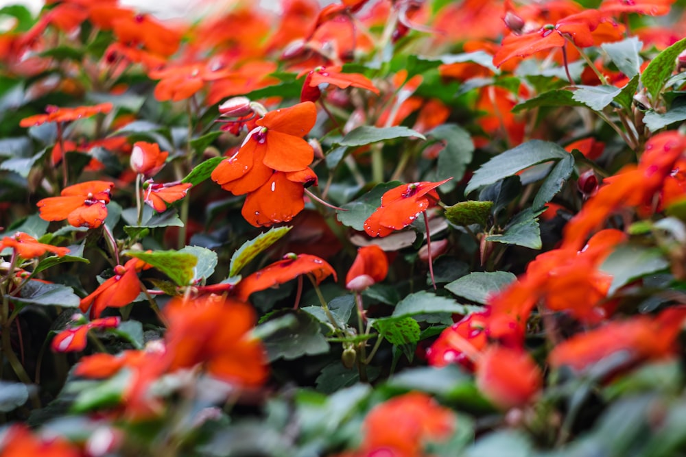 un groupe de fleurs rouges aux feuilles vertes