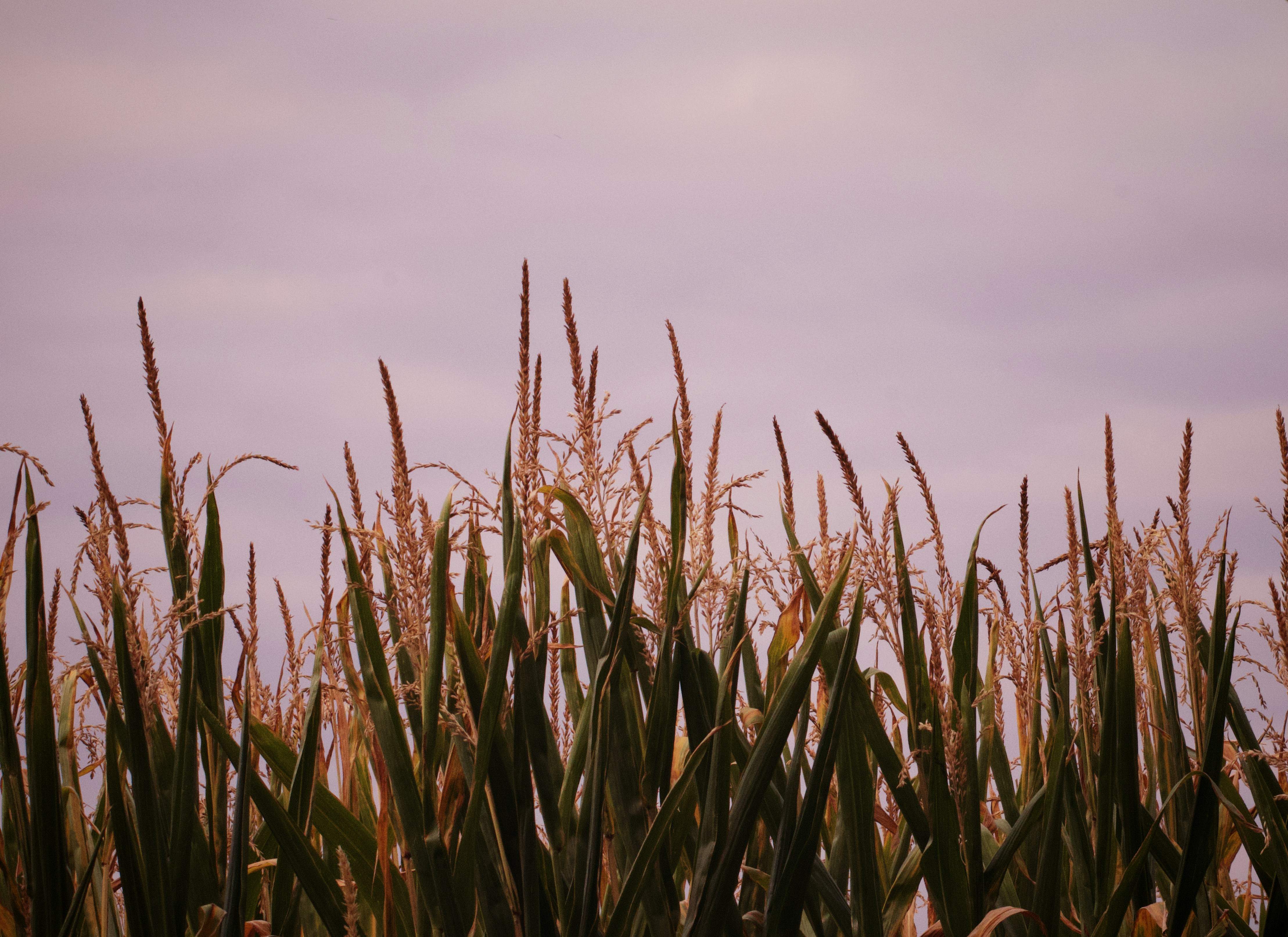 a field full of tall grass under a cloudy sky