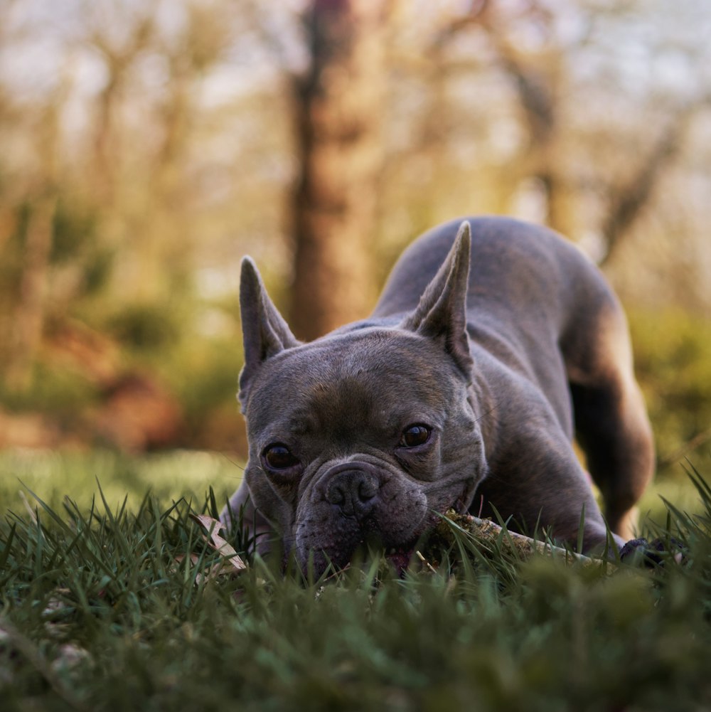 a dog laying in the grass near a tree