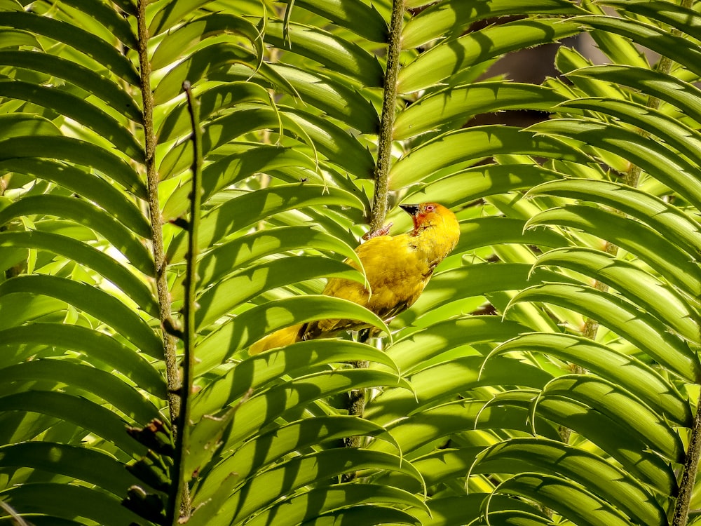 a small yellow bird perched on a tree branch