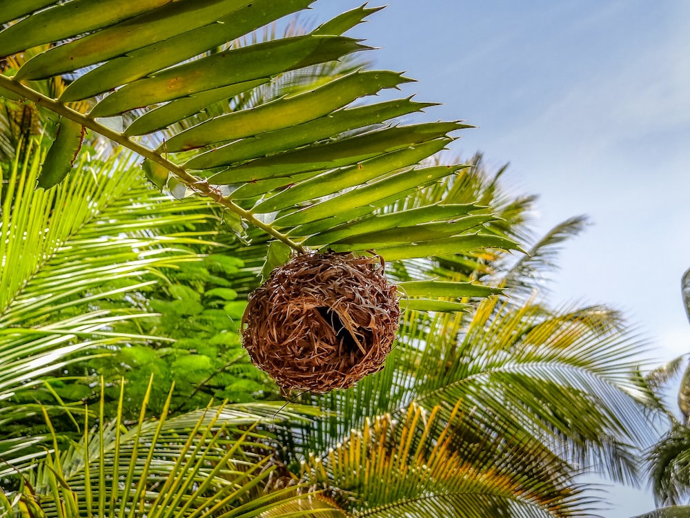 a bird nest hanging from a palm tree