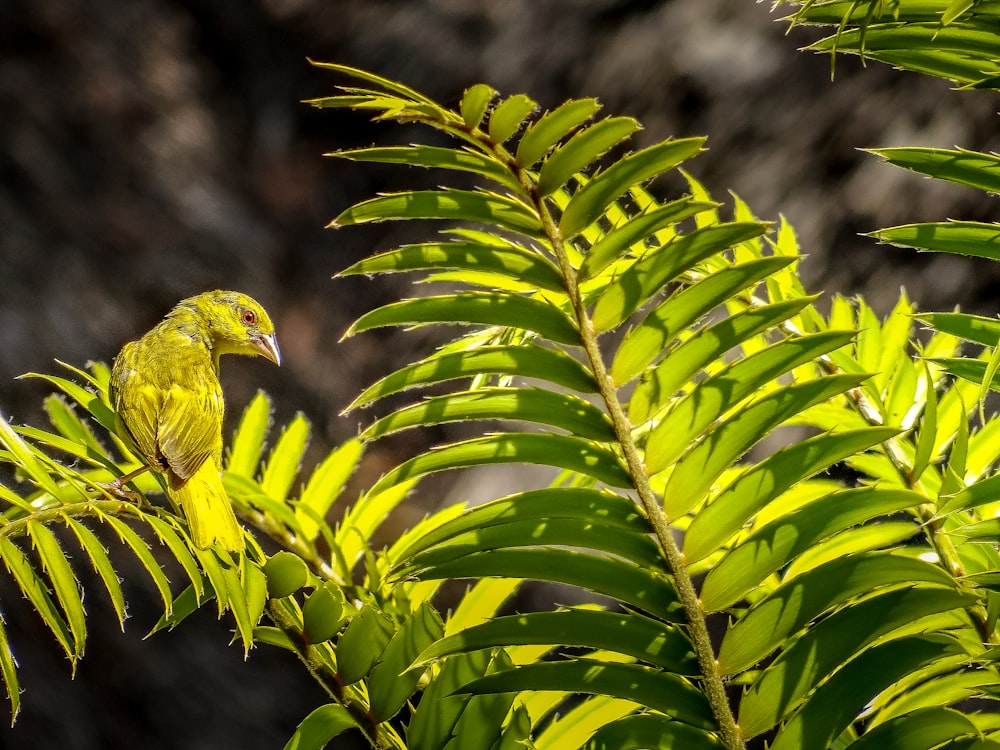 a yellow bird perched on top of a green plant