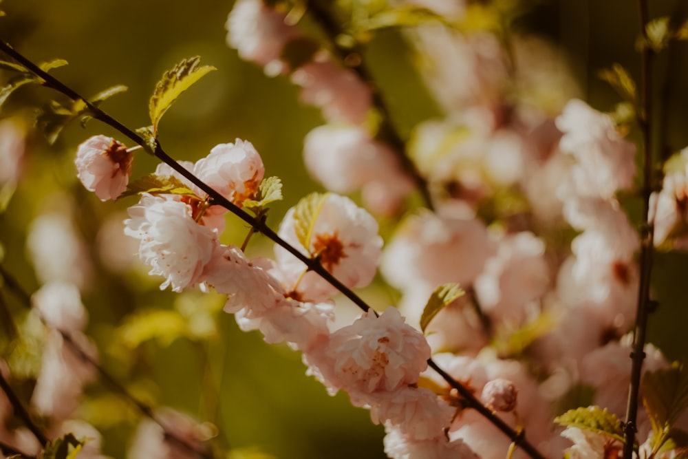 a close up of some pink flowers on a tree